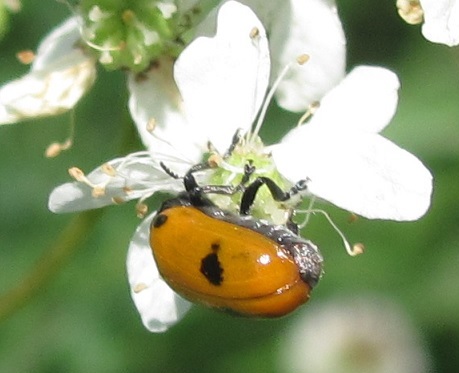 Chrysomelidae da id: Clytra sp.